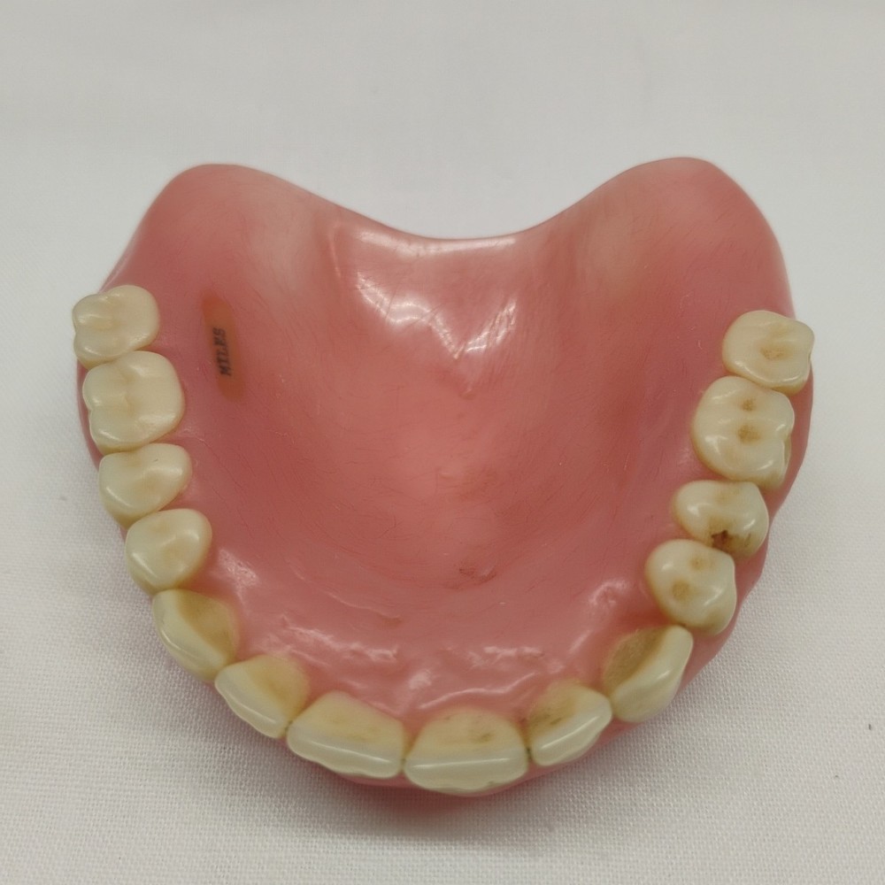 Dentures False Teeth Upper Used Oddity Prop Display Model