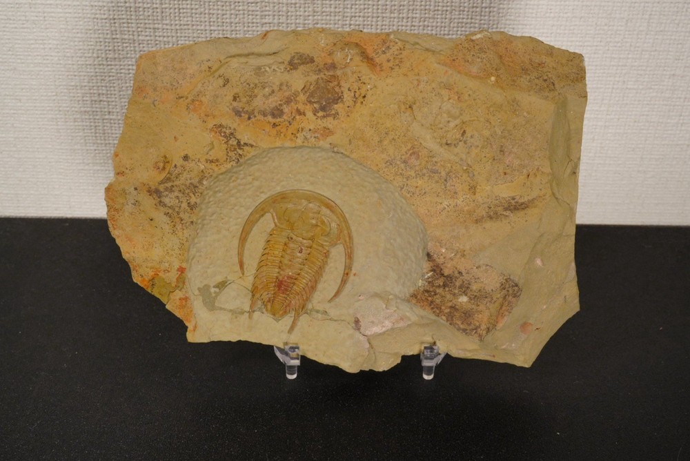 trilobite