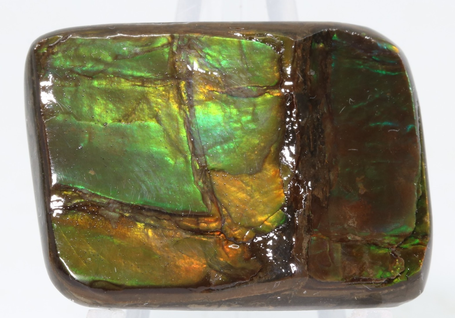 Korite Ammolite Ammonite shell 1.13" x 0.84" Alberta Canada COA 7390