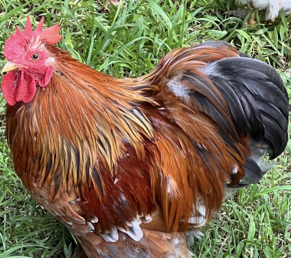 Cochin Bantam Mille Fleur Hatching Eggs One dozen