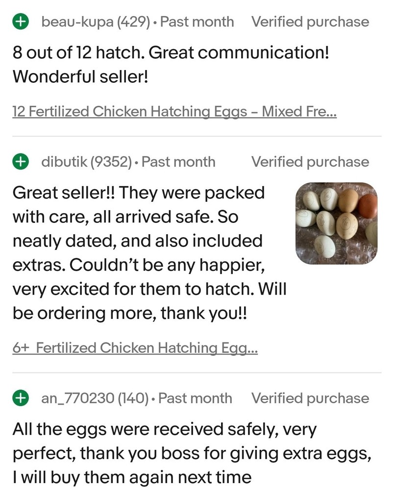 6+ Silkie Fertilized Eggs