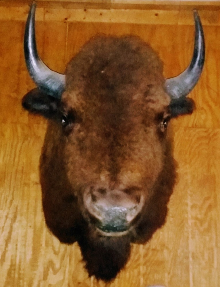 bison shoulder mount taxidermy