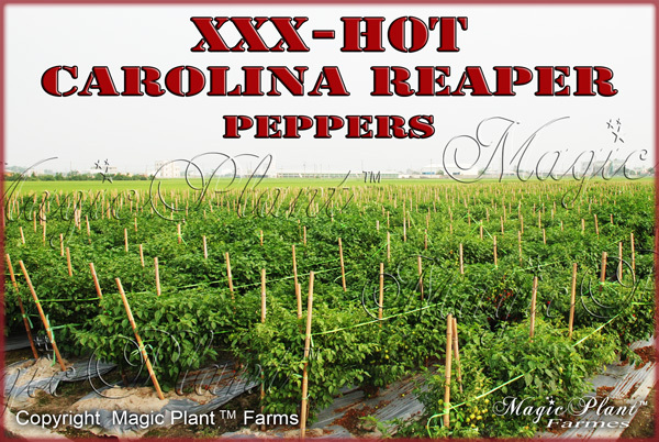 Carolina Reaper Pepper Powder - Non-GMO Reaper World's Hottest Pepper (6 sizes)