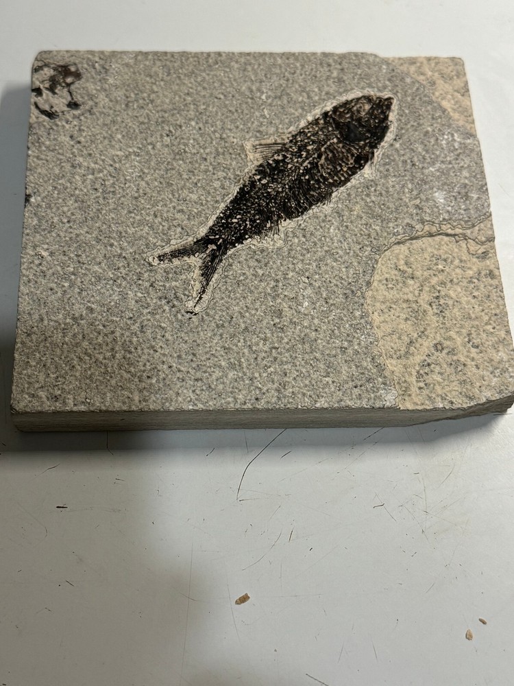 FOSSIL FISH SINGLE PLATE #4