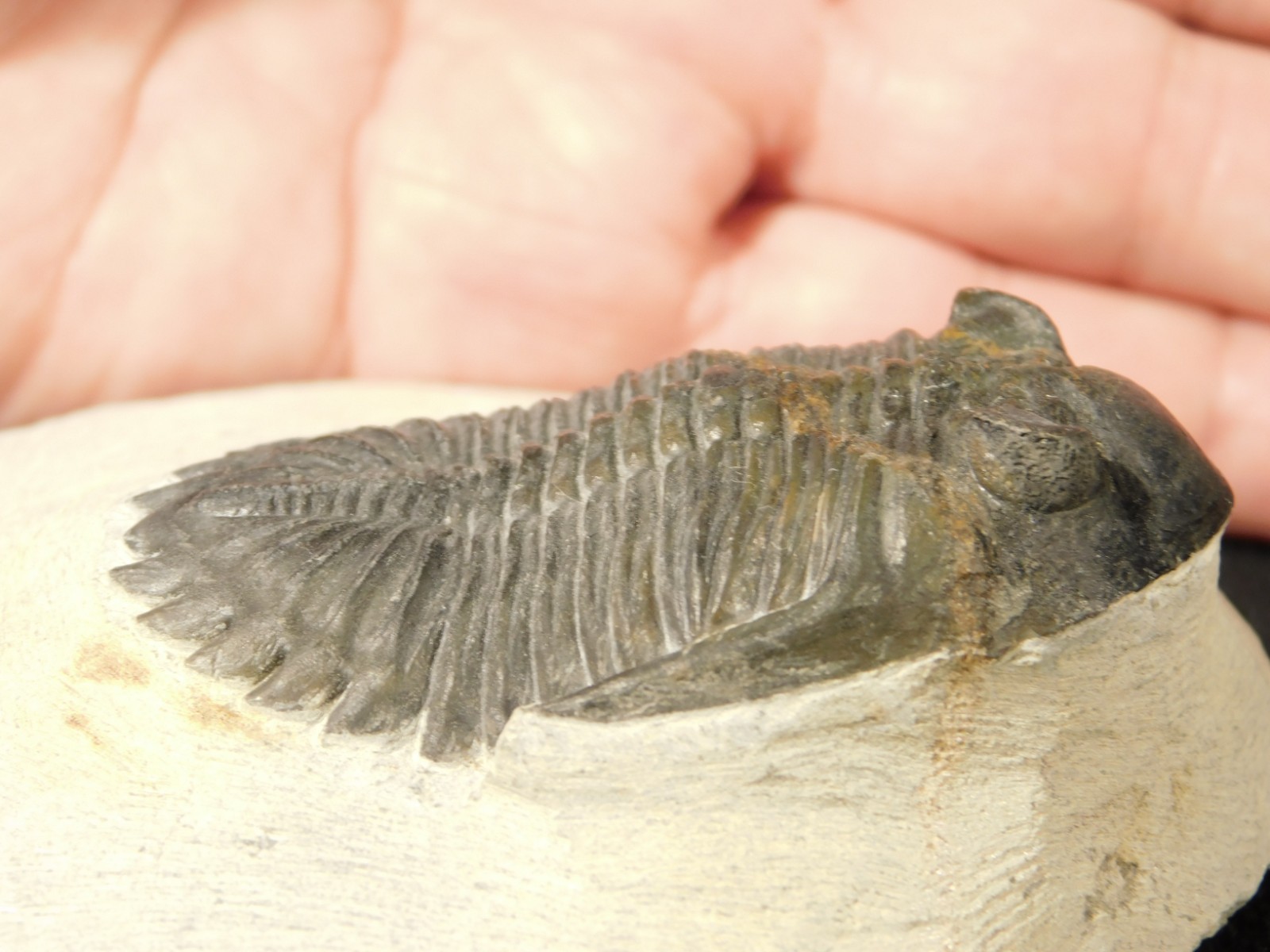 LARGER! Hollardops TRILOBITE Fossil Nice and 100% Natural Morocco 289gr