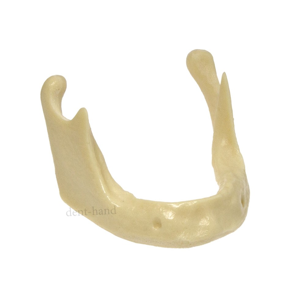 M2022 Dental Drilling Practice Model-Jaw For Implant Insertion Basic Practice