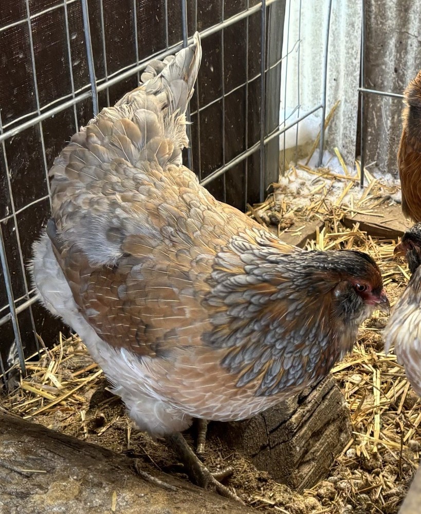 Whiting True Blue hatching eggs (12 Eggs)