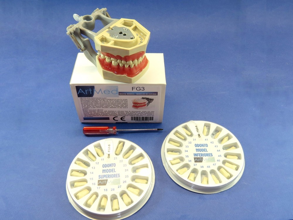 Typodont FG3 Dental Universal Plate Training Replacement Teeth Upper Lower Kit