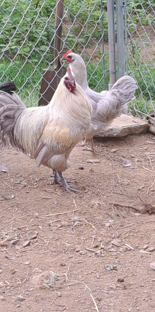 6+1 Hedemora Hatching Eggs Npip/ai