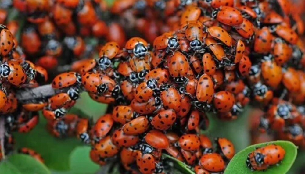 100 Ladybugs