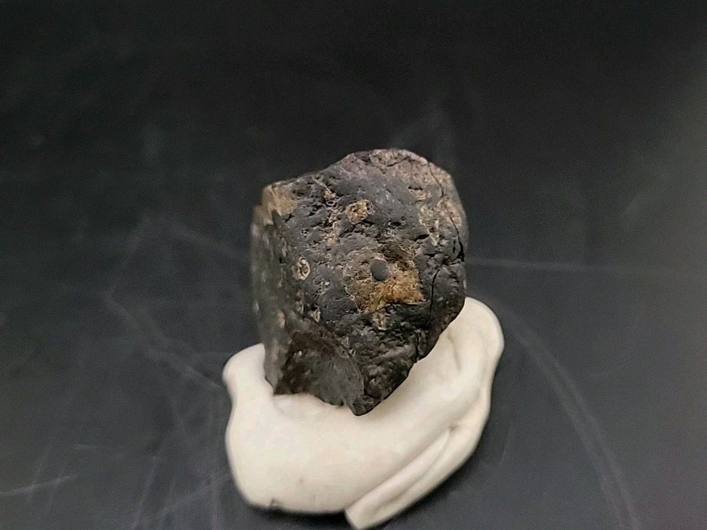 Fossil Dinosaur Tooth Unknown Species