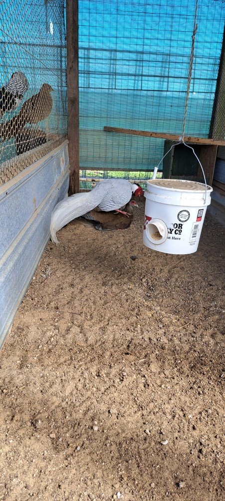 6 Silver Pheasant Hatching Eggs