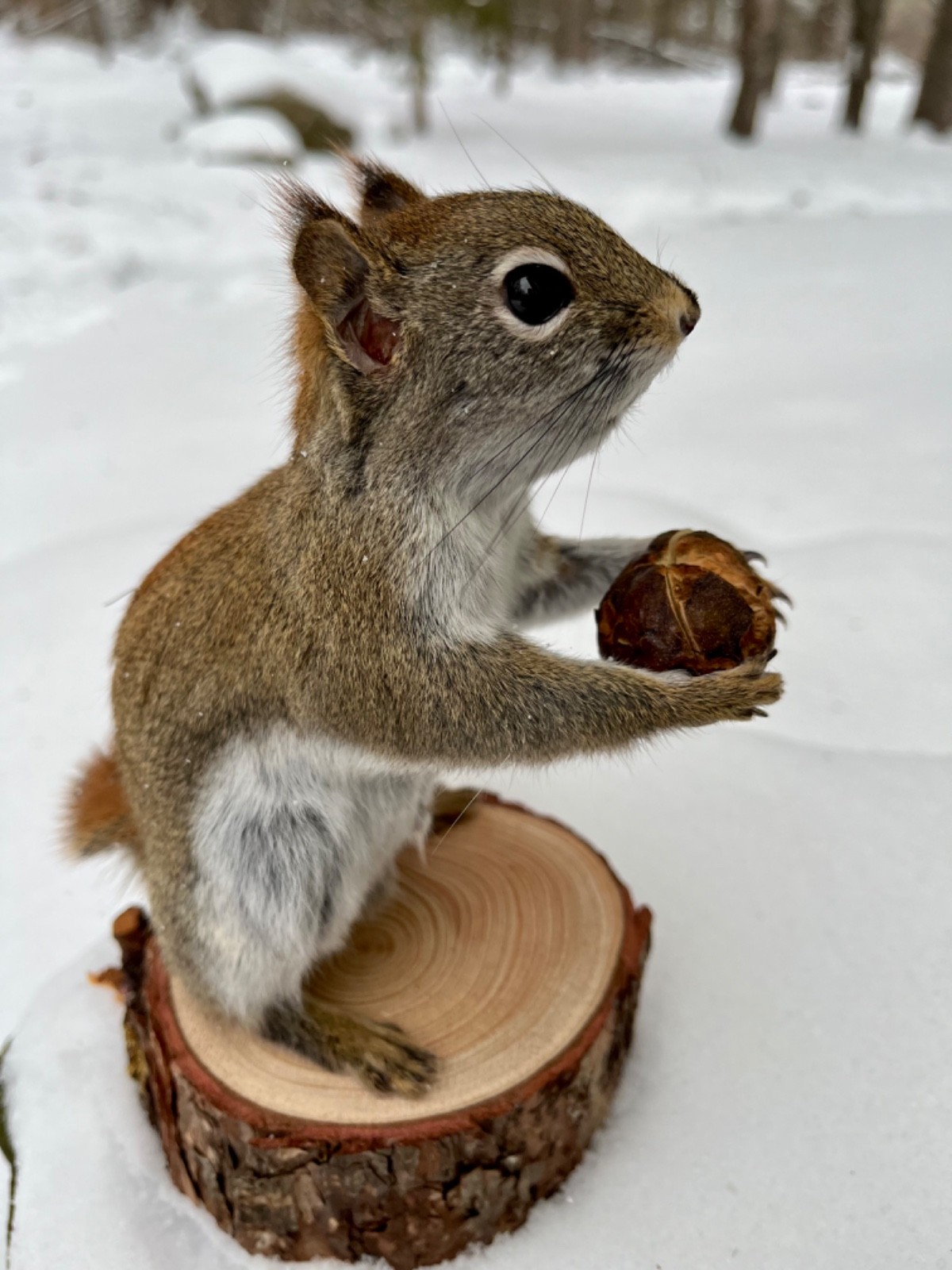 Red Squirrel Taxidermy, Squirrel Taxidermy, Pine Squirrel, Adirondacks, Gift!
