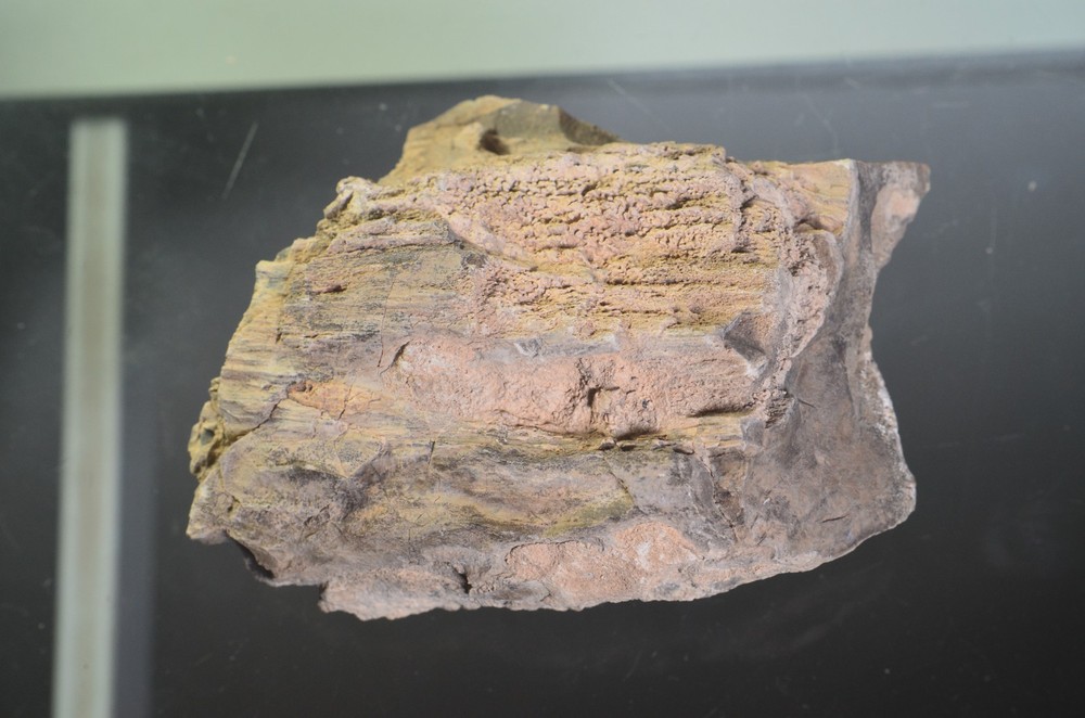 Utah Petrified Wood