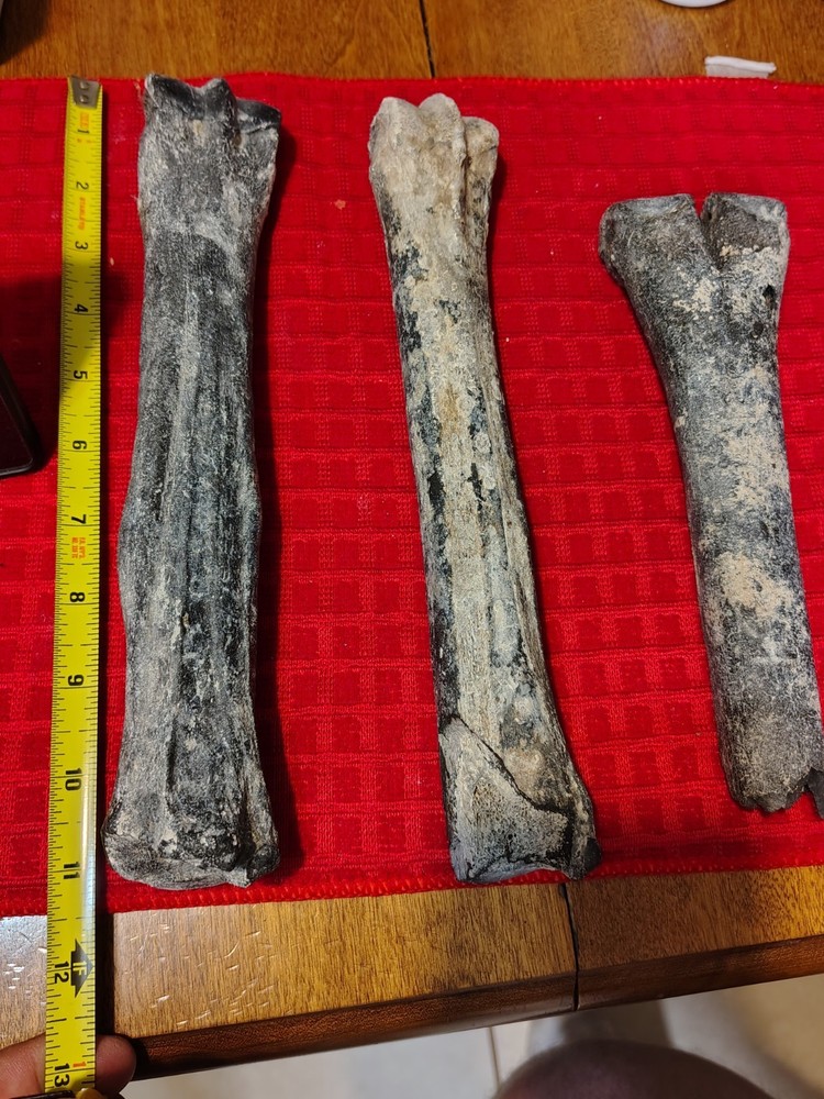 Deer Bone Fossils