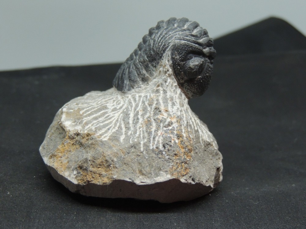 Devonian Phacops Fossil Trilobite 2 1/4" wide (t-4)