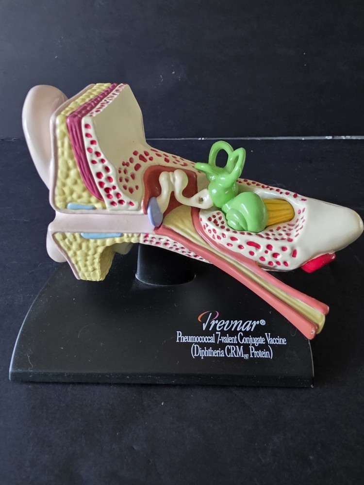 3D Scientific Human Ear Anatomical Display Model Inner Canal Pharma Design 2001