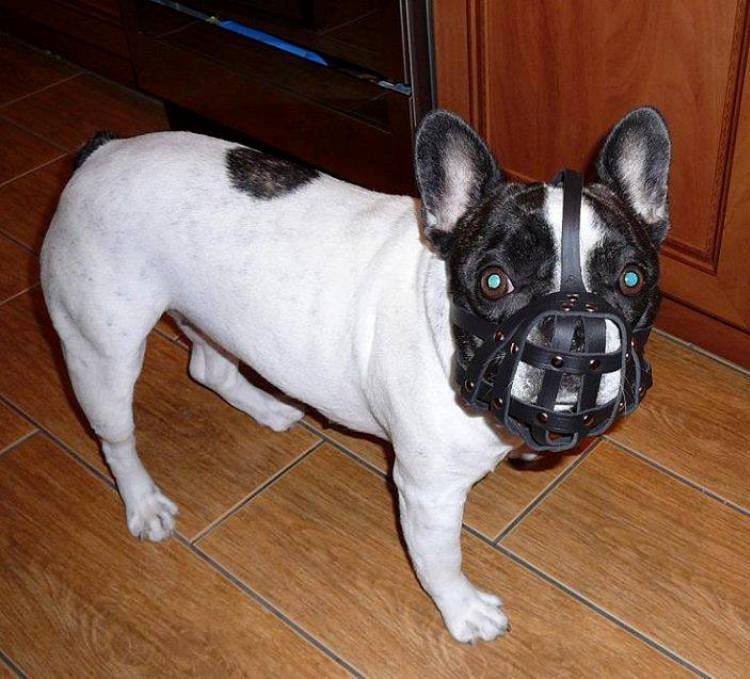 Leather Dog Muzzle | French Bulldog & Similar | Lightweight, Durable, Elegant