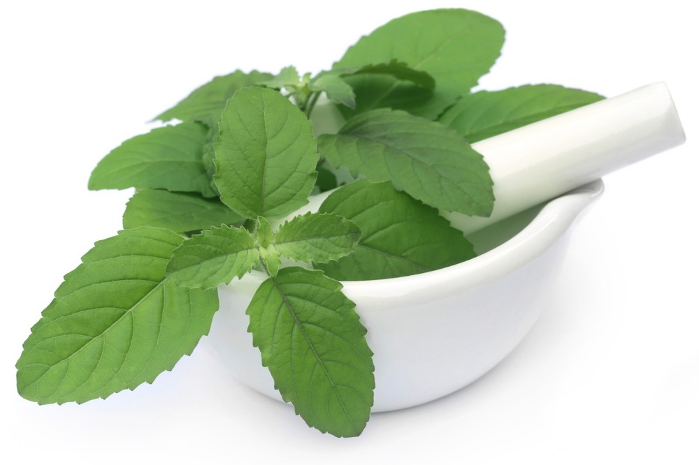 Holy basil - HOLY BASIL EXTRACT. ANTIBACTERIAL - calm down natural pills 2 Bot