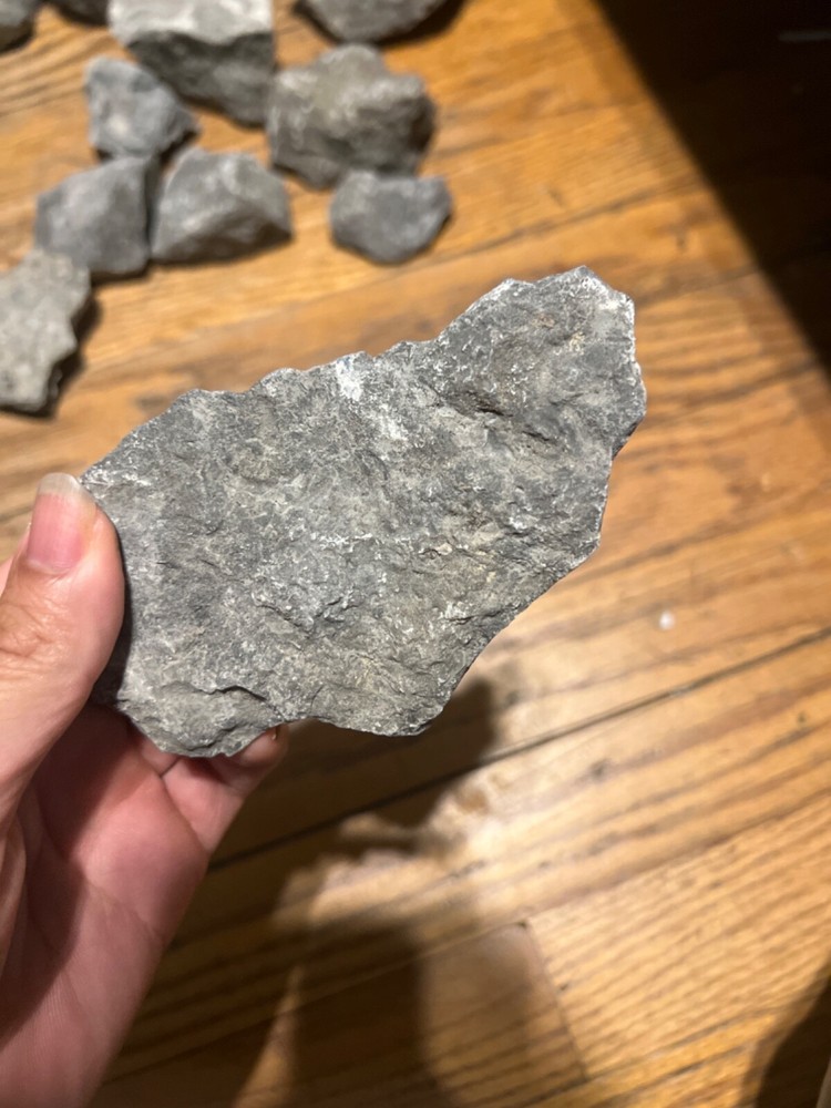 fossil rocks marine creatures