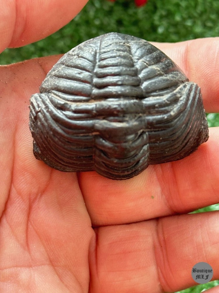 NICE rolled Trilobite Moroccops fossil from Morocco Devonian