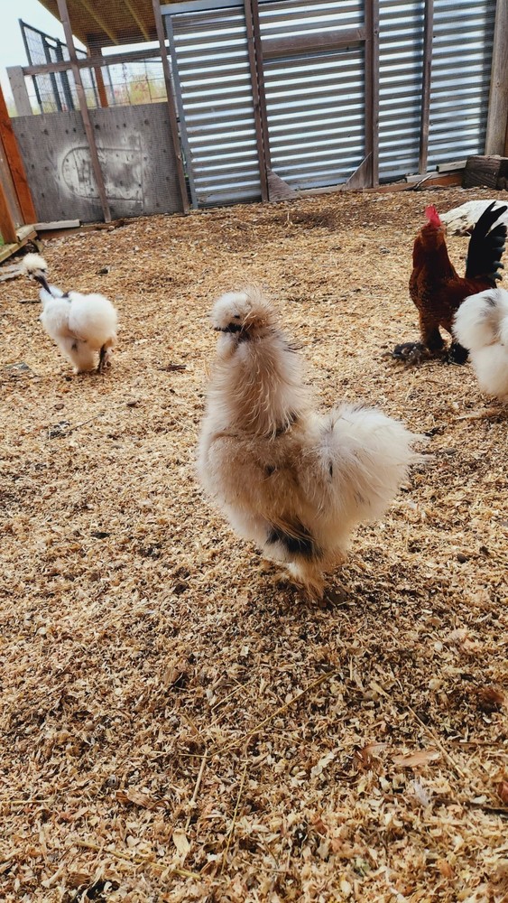 12 silkies Hatching Eggs hens choices