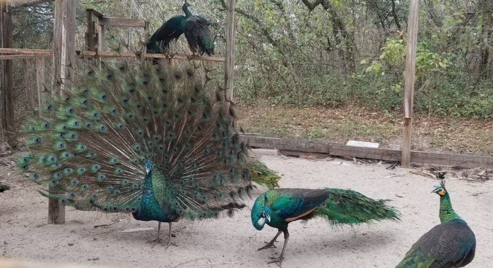 6+ VARIETY PACK PEACOCK PEAFOWL EGGS for HATCHING, Read Full Description