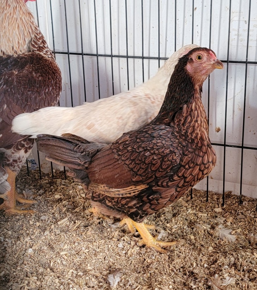 6+ Dark&Light Cornish &Splash Cornish Btm Hatching Eggs