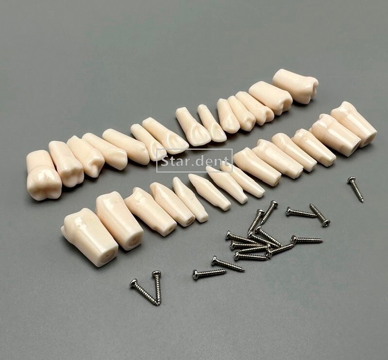 Dental Study Teeth Models Technician Practice Preparation Removable Tooth Nissin