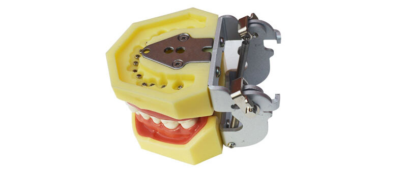 1 PC Demonstration Teeth Model with 28 Teeth for Study Adult Standard