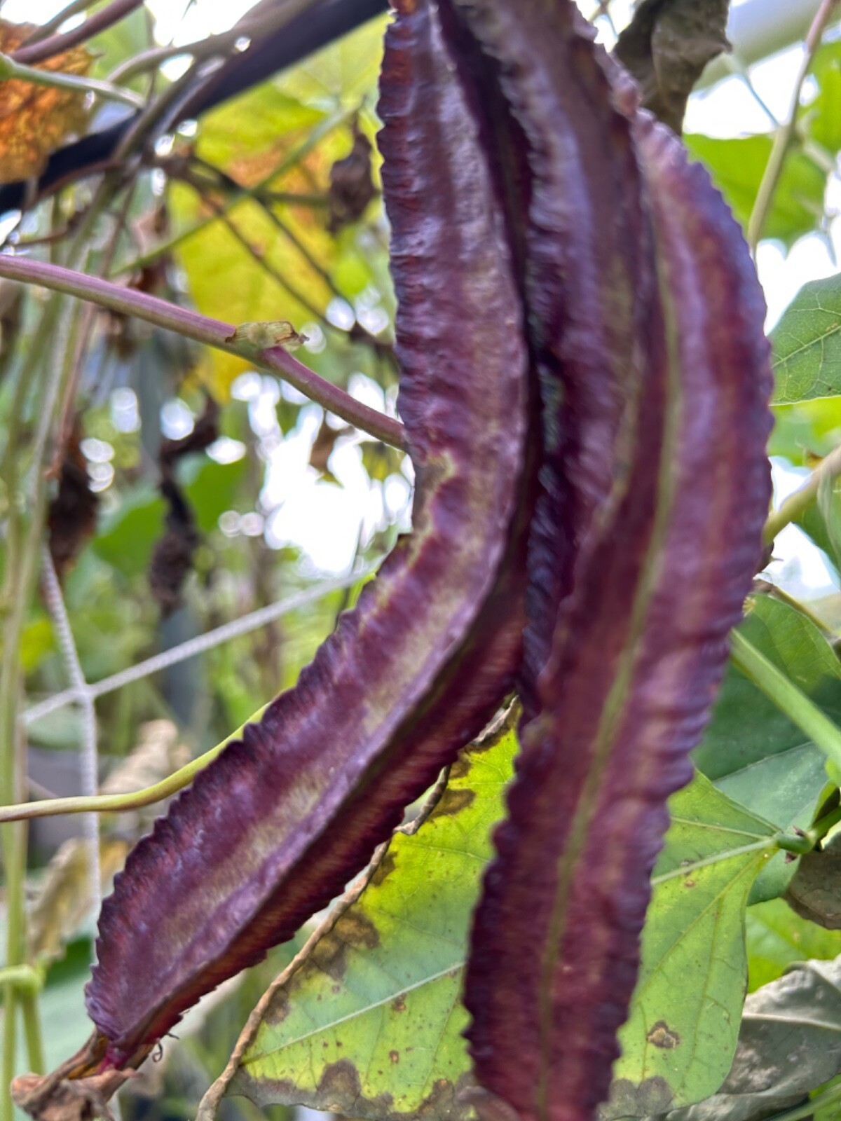 15 Purple Asian Winged Bean Seeds