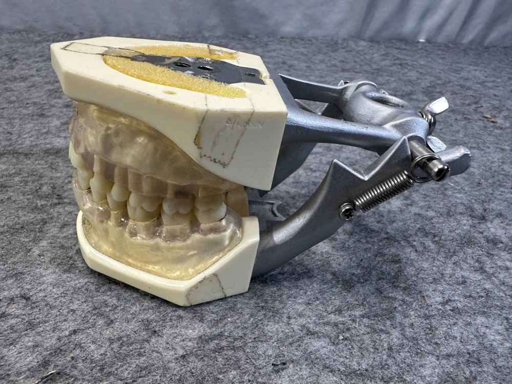 Perio Trainer Dental Model with Hinge Clear Composite gums