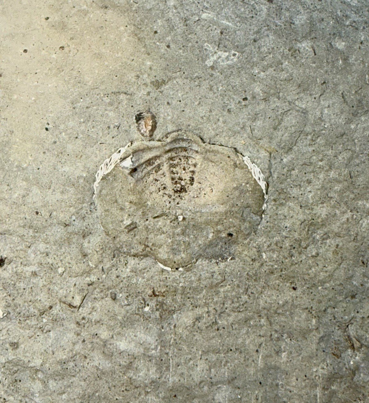 Large 31-lb Paleozoic Fossil Concretion w/Trilobite, Brachiopods, Gastropod poop