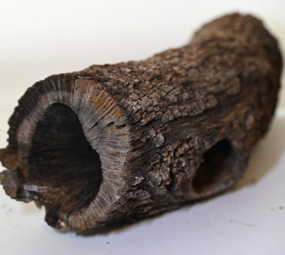 Unique log form woodpecker. Downed tree from Texas