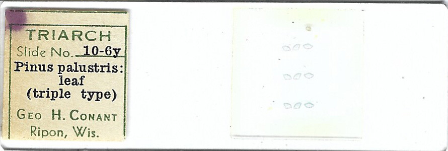 Longleaf Pine Leaf Triple Type Pinus palustris Microscope Slide by Conant