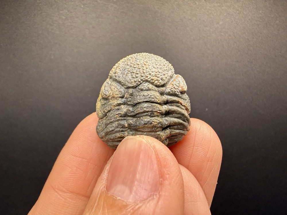 Enrolled Moroccops Trilobite