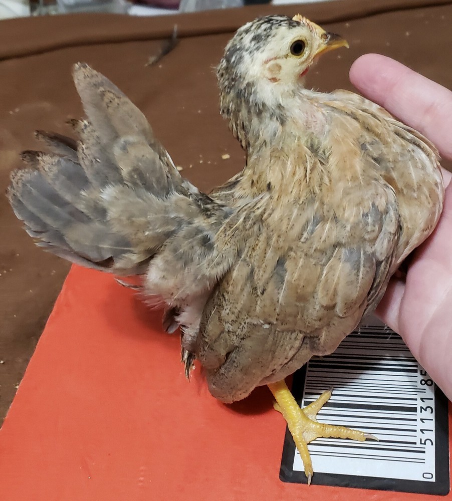 4+2 Extra🐣 💯 PURE Serama Hatching Eggs ❣ **assortment (Hen's Choice)***￼