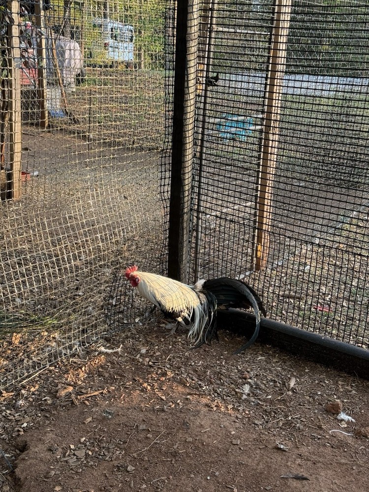 6 Rare Onagadori Longtail Hatching Eggs