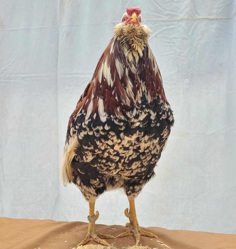 Russian Orloff Htching Eggs Npip