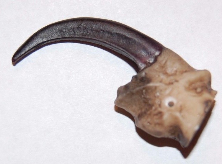 2 Imitation Eagle Claw Talon Cast Resin Bird Of Pray Foot Leg Bone Toe Feet