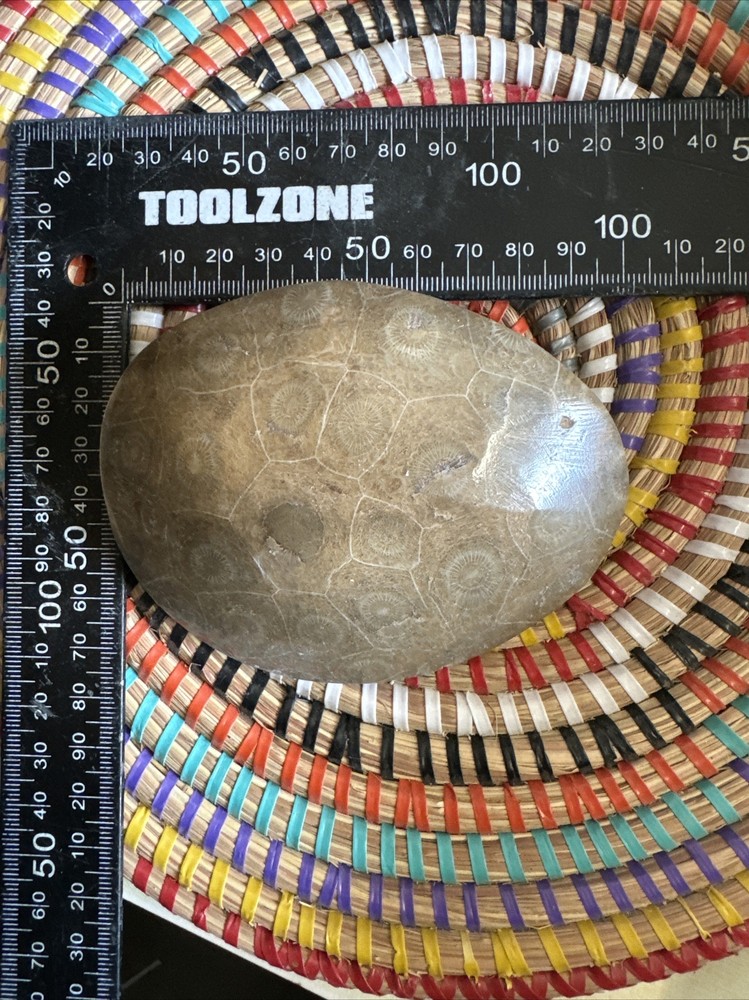 Polished Coral Head Fossil Morocco Devonian #5