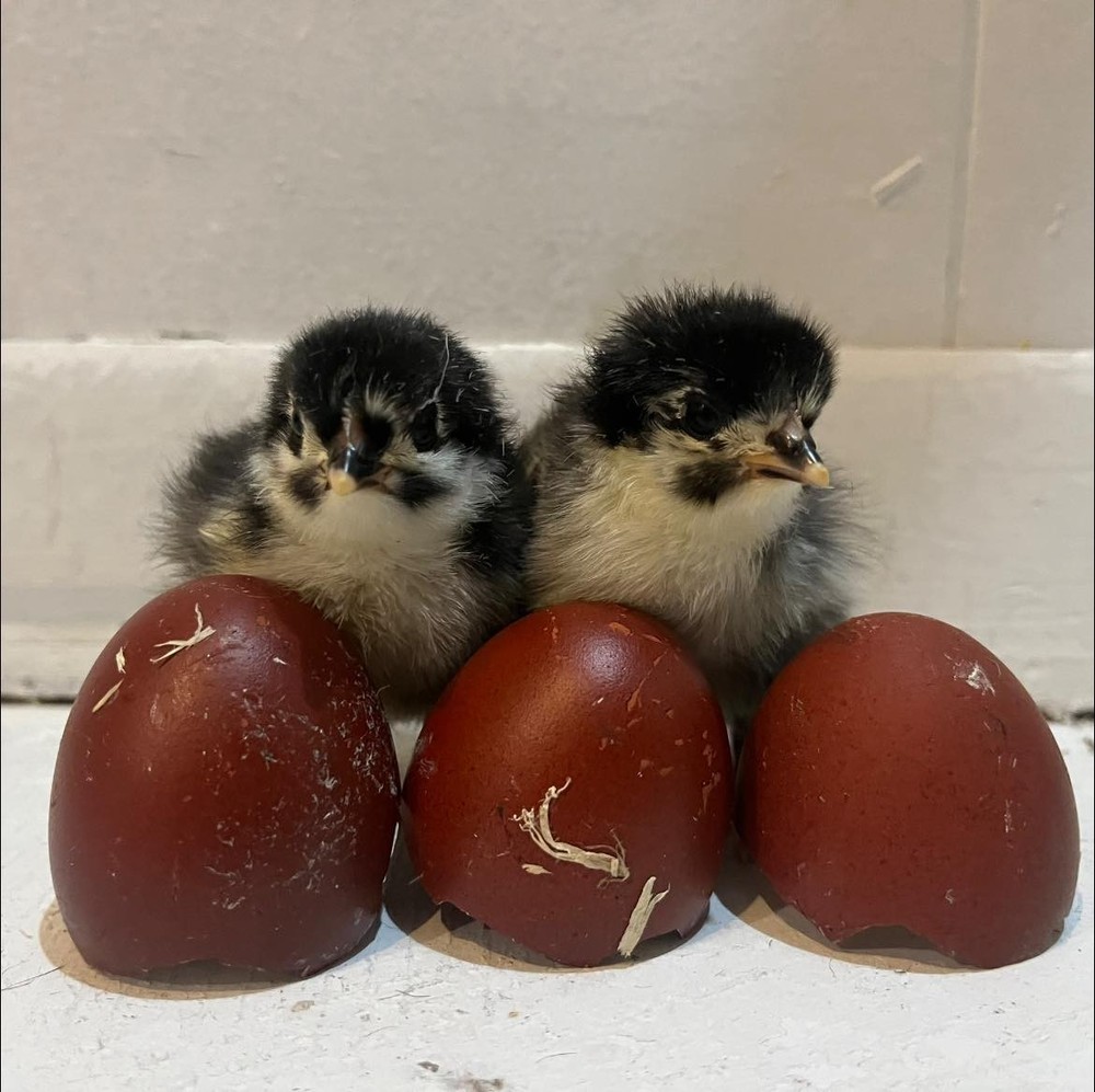 12 + Extras - Black Copper Marans Hatching Eggs (NPIP# 34-785) READ DESCRIPTION