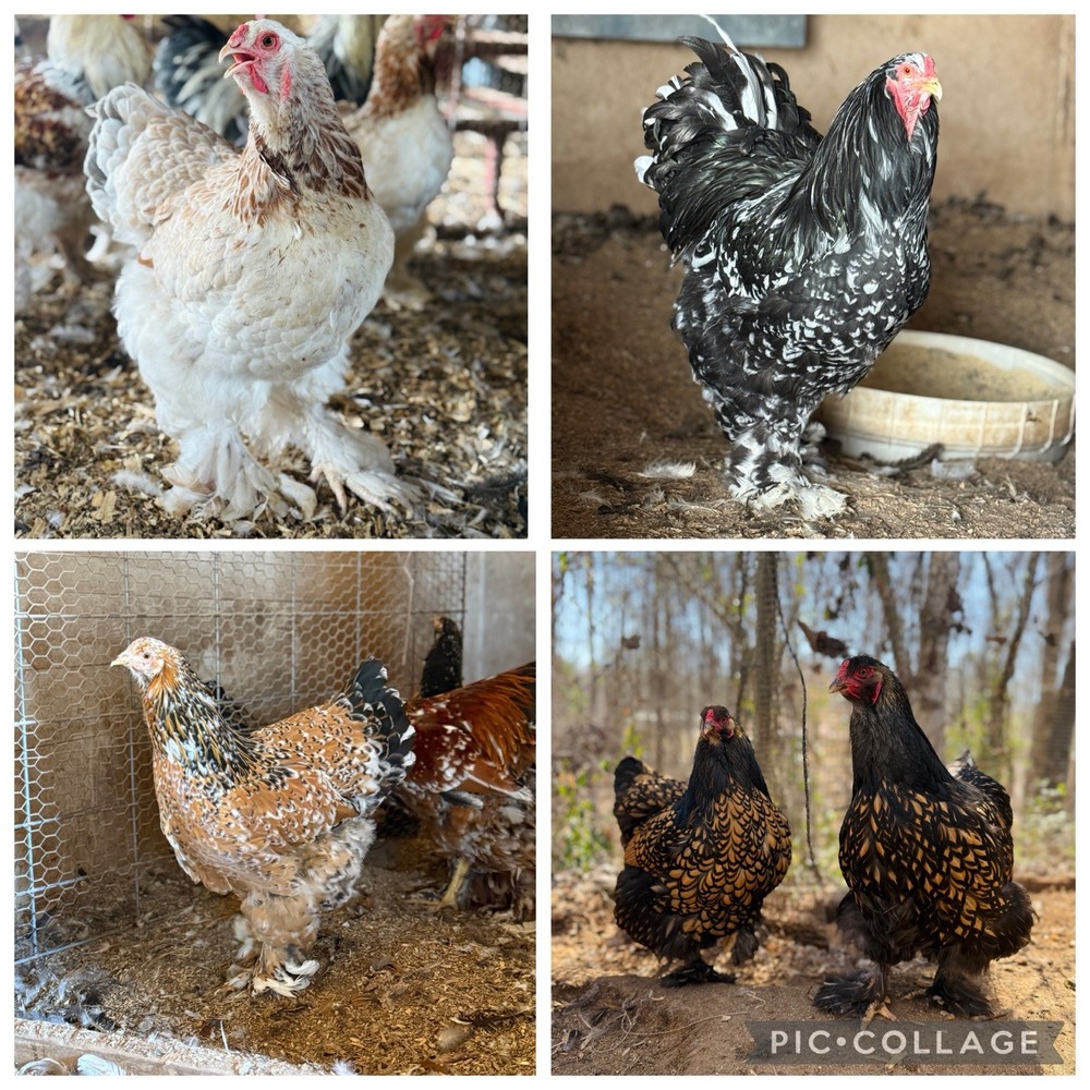 12++ Assorted RARE Color Brahma Hatching Eggs