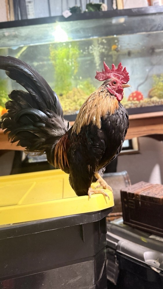 18++Small/Micro A&B SERAMA Hatching Eggs