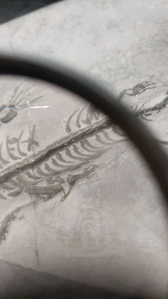 KEICHOUSAURUS FOSSIL