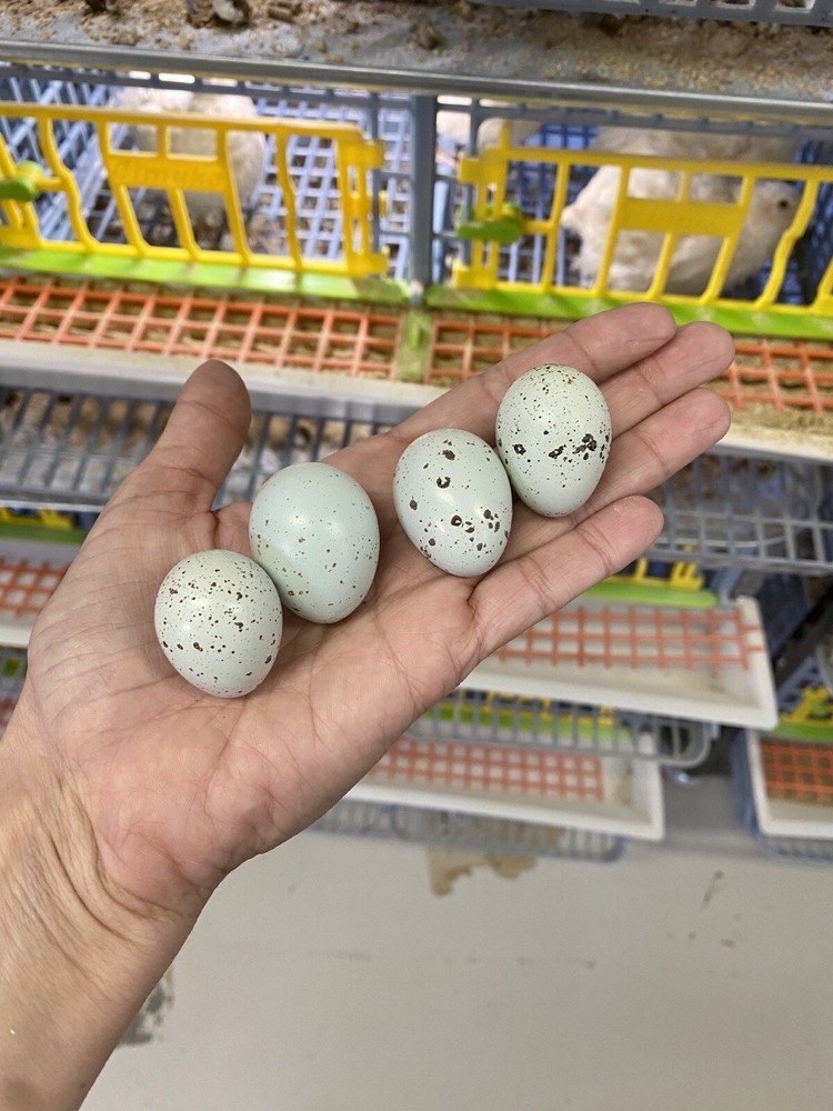 60- Celadon Quail Hatching Eggs - 100% True Blue Coturnix 🪺