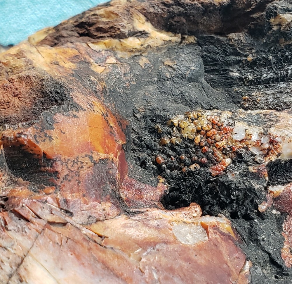 Agatized Opalized Petrified Oregon Fire-scorched Driftwood