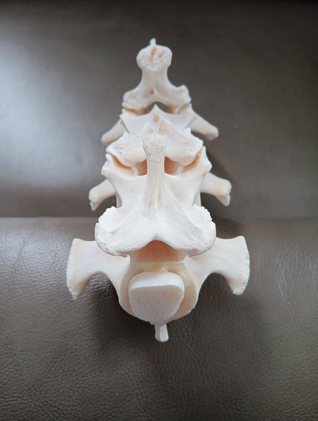 Deer Spine Connected 3 Vertebrae Professionally Cleaned Whitened Taxidermy Buck