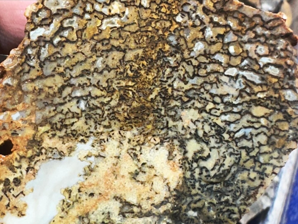 Dinosaur bone rough fortified wash split.