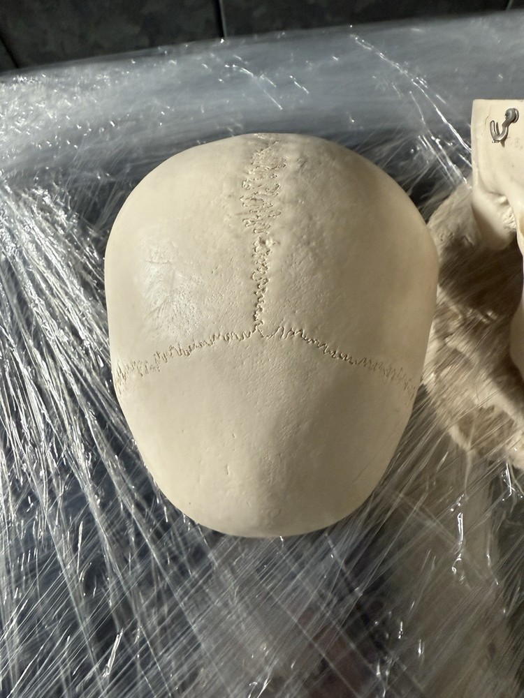 Artificial Human Skull Anatomical Model.